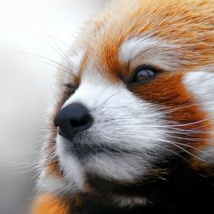 Meet your Posher, Dominus